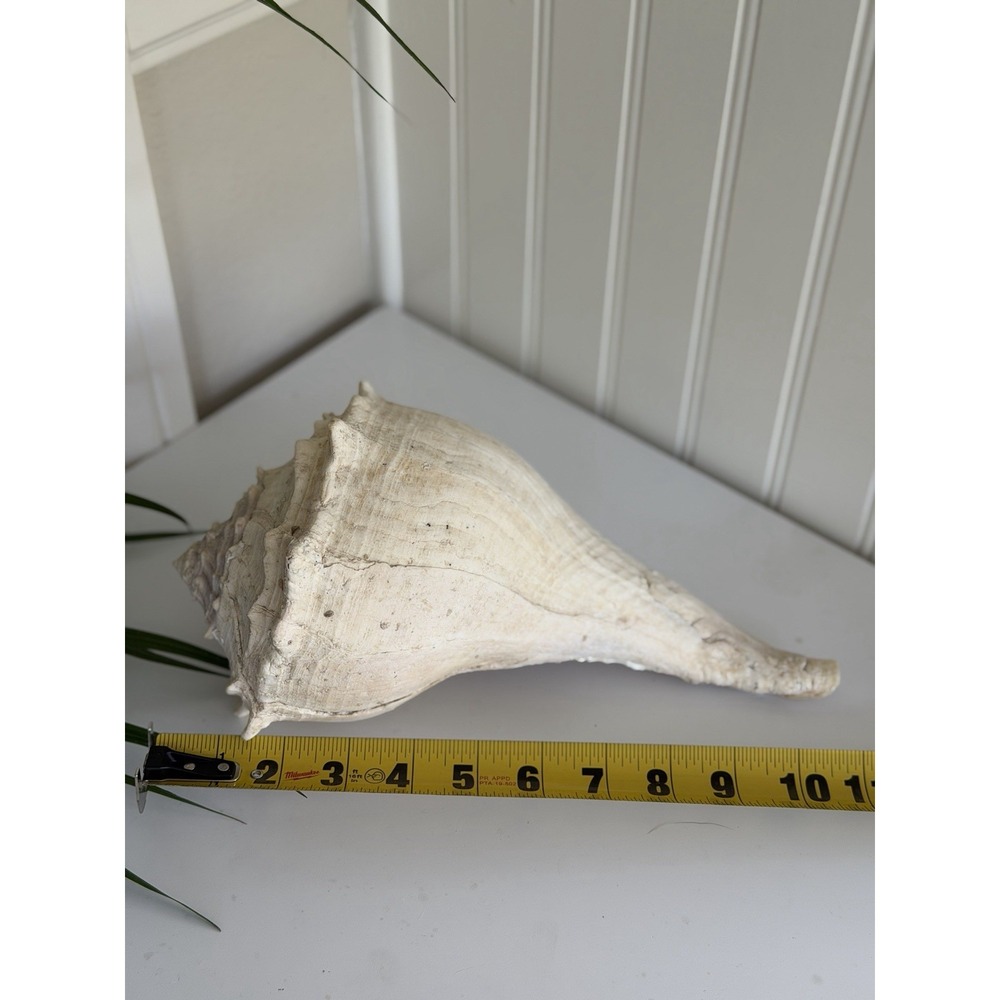 Large 11" Knobbed Whelk Seashell Conch Coastal Beach Decor